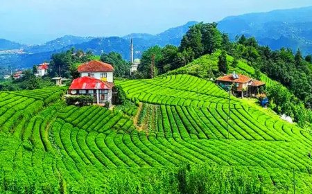Rize Kent Bilgisi, Coğrafi Bilgisi ve İmar Bilgisi